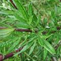 Artemisia vulgaris